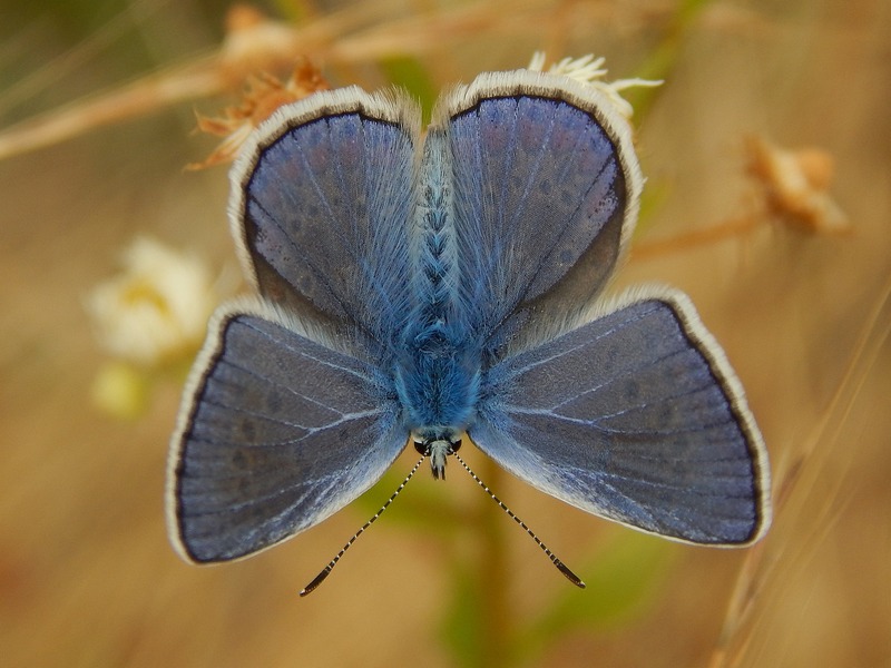 Lycaenidae da identificare/confermare